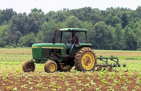 plowing tobacco About Our Seed | Workman Tobacco