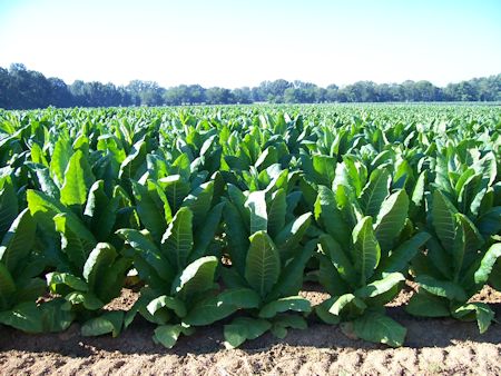 how much tobacco from portugal Tobacco Growing in Portugal – Mr Snuff