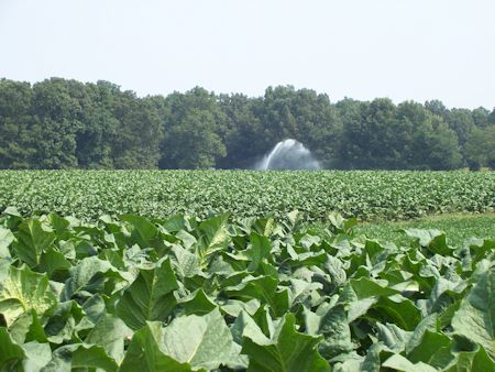 dark tobacco Dark Seed Varieties | Workman Tobacco