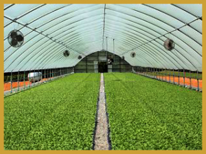 Green house