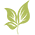 leaf icon