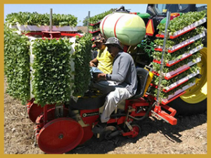 Tobacco Seed